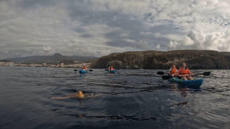 Tenerife: kayak tour with animals and underwater scooters - FAQ
