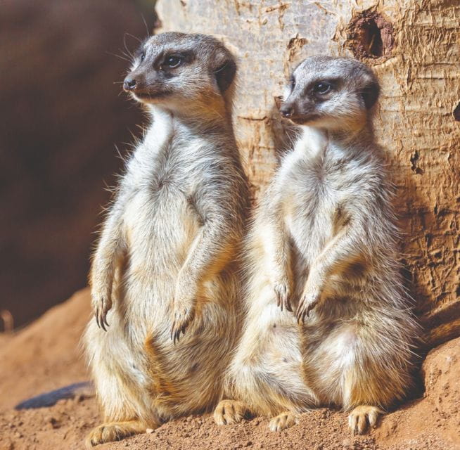 Tenerife: Loro Parque Entry Ticket - Key Points / Takeaways