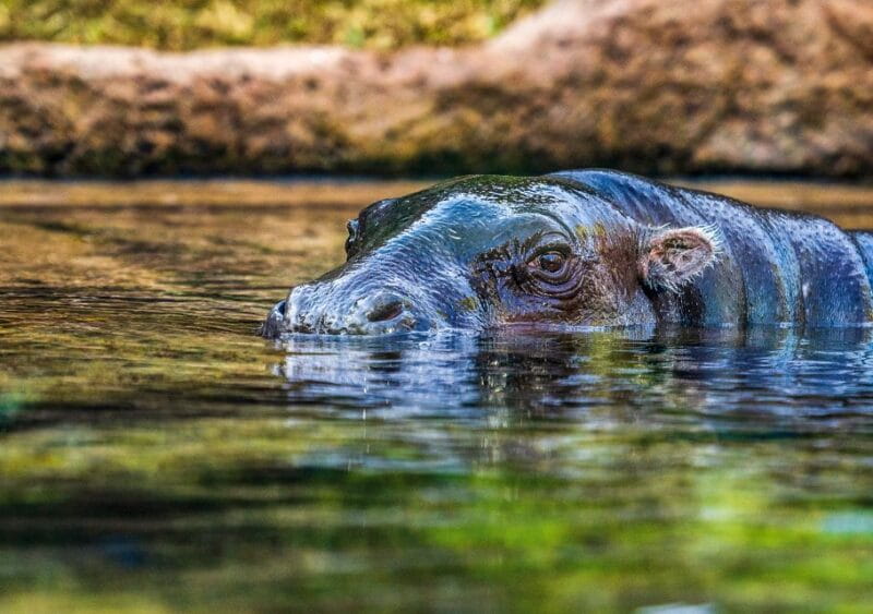 Tenerife: Loro Parque Entry Ticket - Family Fun and Kid-Friendly Attractions