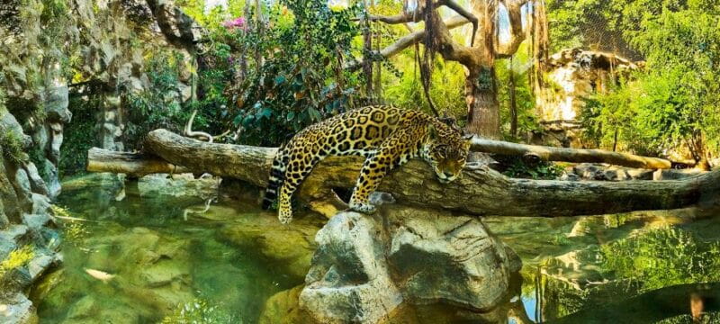 Tenerife: Loro Parque Entry Ticket - Food, Comfort, and Practical Tips