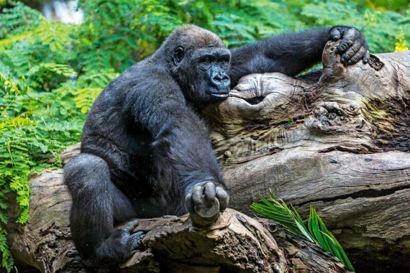 Tenerife: Loro Parque Entry Ticket - Final Thoughts