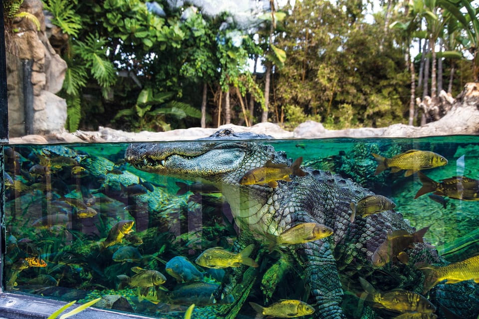 Tenerife: Loro Parque & Siam Park Combined Tickets - Discounts for Canary Island Residents