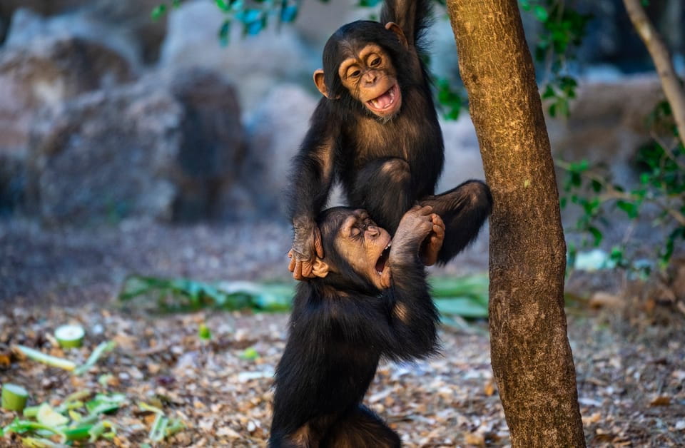 Tenerife: Loro Parque & Siam Park Combined Tickets - Highlights and Ratings