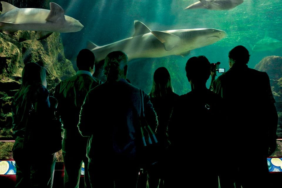 Tenerife: Loro Parque & Siam Park Entry Ticket With Transfer - Things To Know