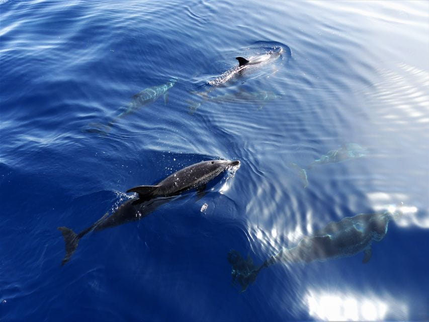 Tenerife: Los Gigantes Whale Watching Cruise by Sail Boat - Key Points
