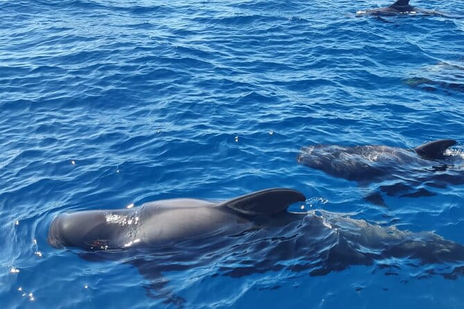Tenerife Motor Boat Whale Watching & Snorkeling Experience - In-Depth Review: What to Expect