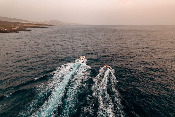 Tenerife Motor Boat Whale Watching & Snorkeling Experience - Who Is This Tour Best For?