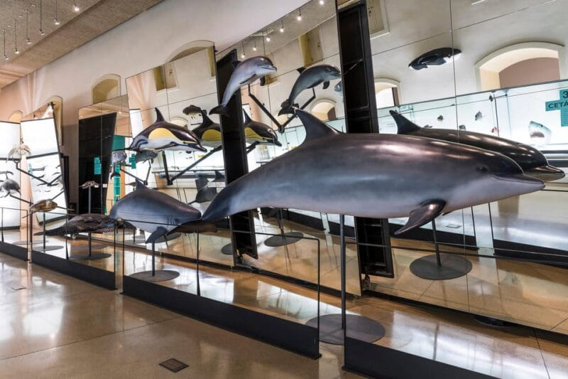 Tenerife: MUNA Museum Admission Ticket and Teide Legend Tour - FAQ