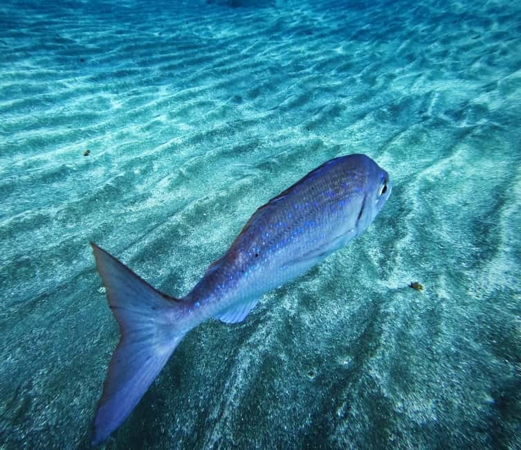 Tenerife: Private Scuba DivingCertified Instructor & Photos - The Itinerary: What You Can Expect Step-by-Step