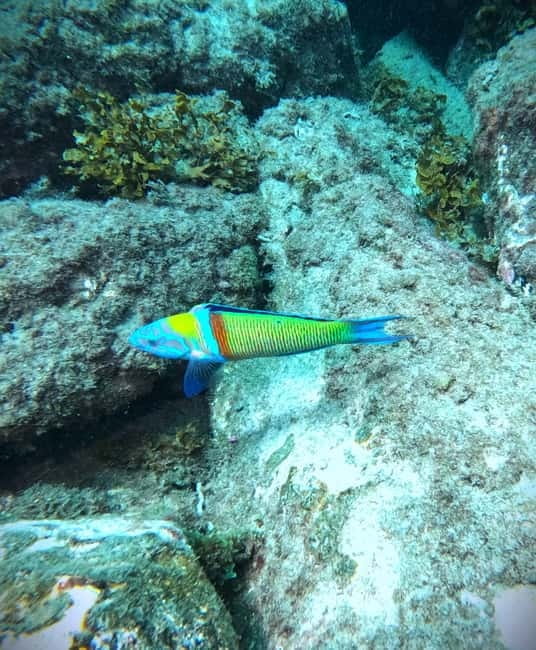 Tenerife: Private Scuba DivingCertified Instructor & Photos - Final Thoughts