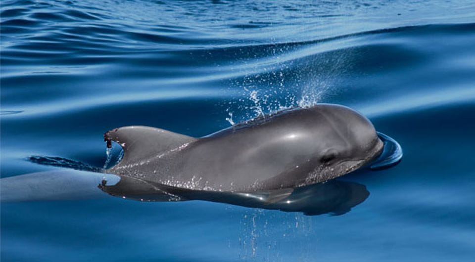Tenerife: Private Sunset Charter With Drinks and Tapas - Activities and Amenities