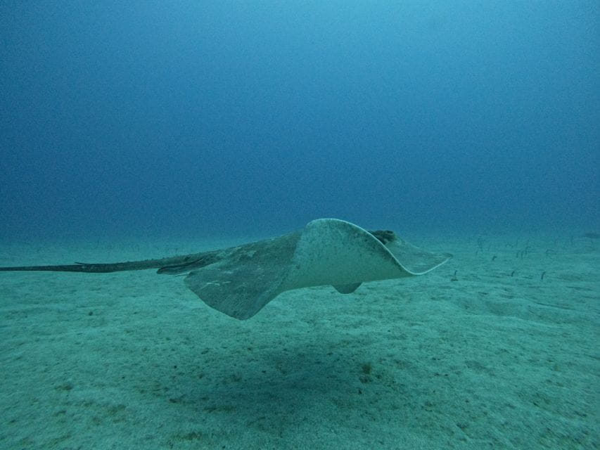Tenerife: Puerto Colon Certified Scuba Dive by Speed Boat - Customer Reviews