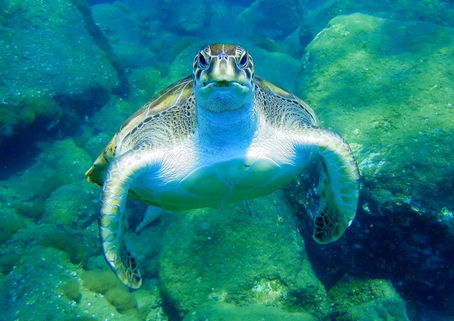 Tenerife: Sailboat Tour With Food and Snorkeling - Sailing and Snorkeling