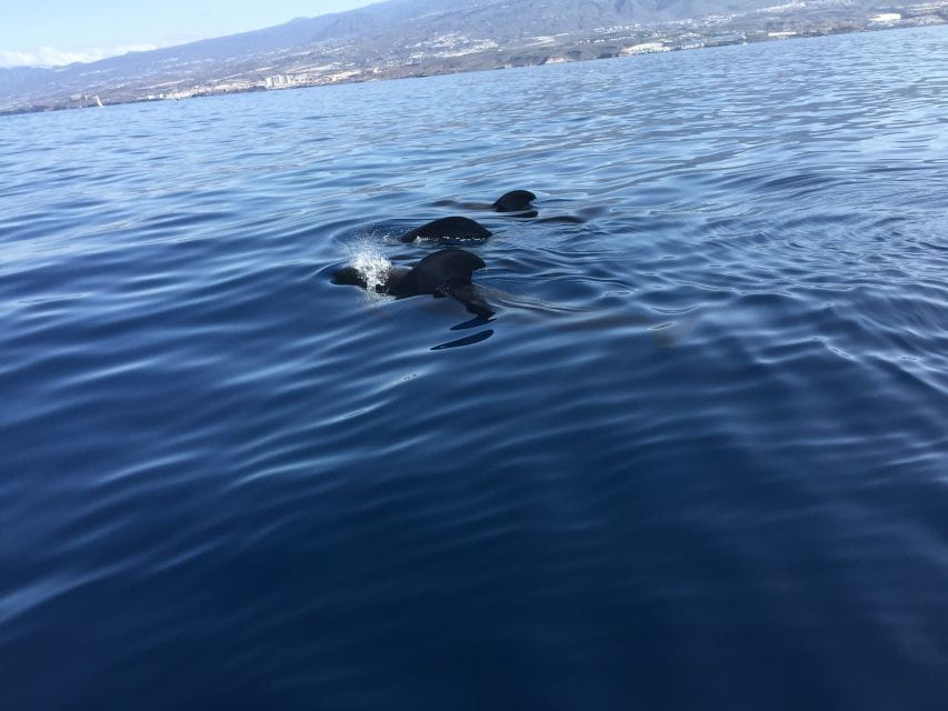Tenerife: Sailing Excursion With Whale and Dolphin Watching - Experience Highlights