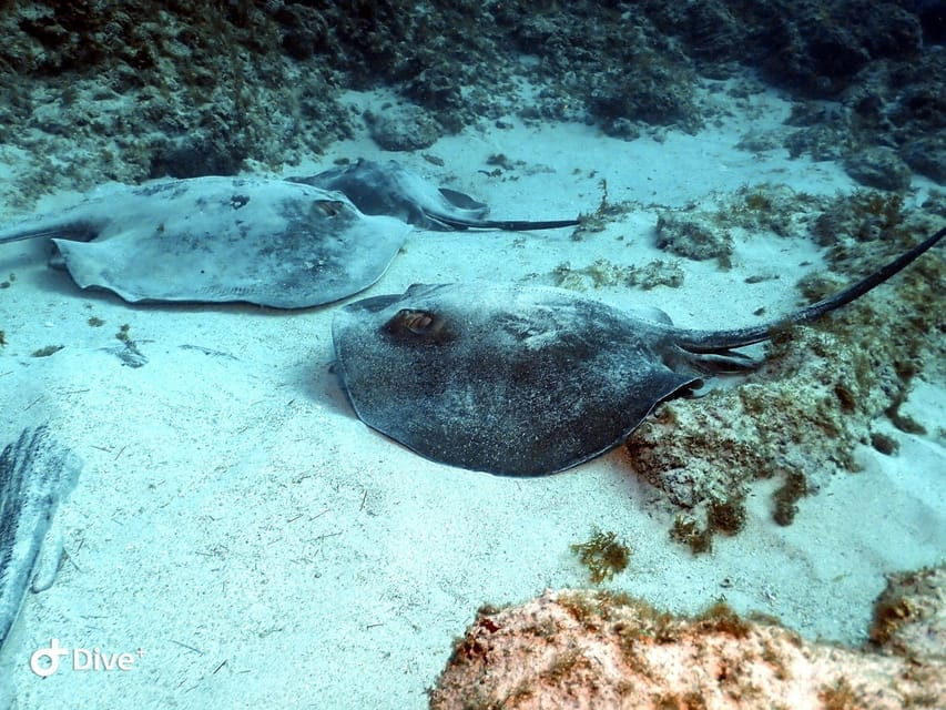 Tenerife: Scuba Diving for Certified Divers in Tenerife - Key Points