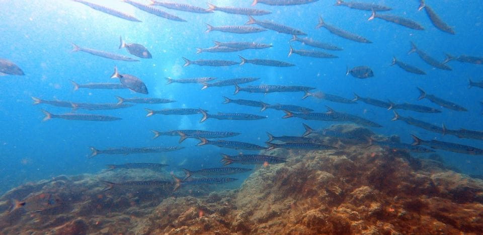 Tenerife: Scuba Diving Lesson and Abades Protected Area Dive - Equipment and Pre-Dive Briefing