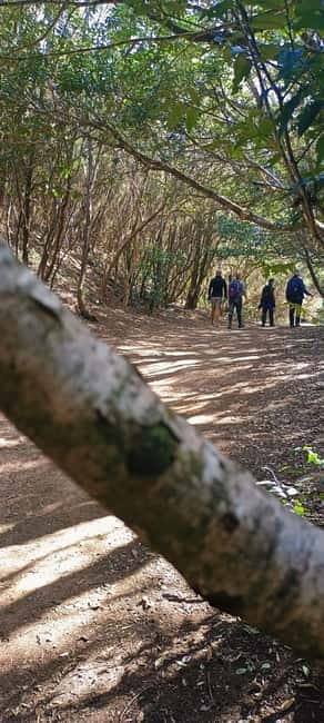 Tenerife: Senderismo Anaga, Bosque Mágico, Reserva Biosfera - Entering the Enchanting Forest of Anaga