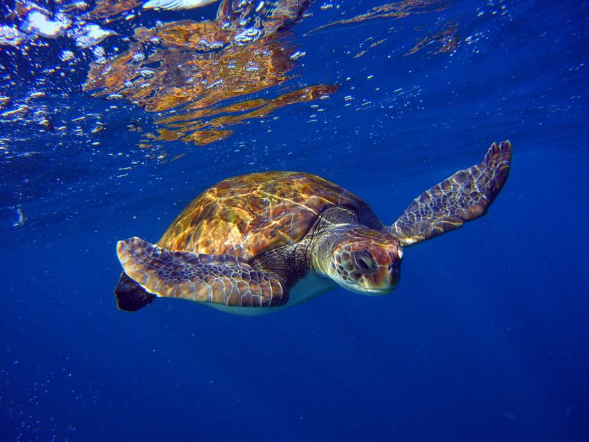 Tenerife: Snorkel With Turtles - Snorkeling Itinerary