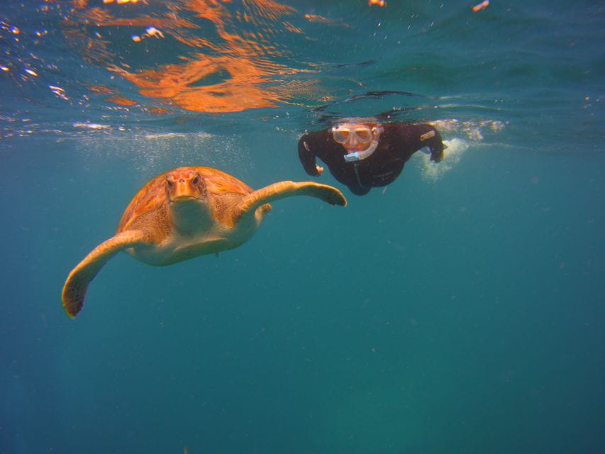 Tenerife: Snorkel With Turtles - Highlights of the Experience