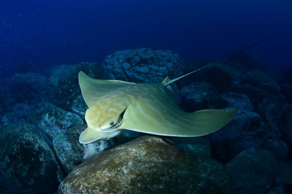 Tenerife: Snorkel With Turtles - Booking and Reservation Details