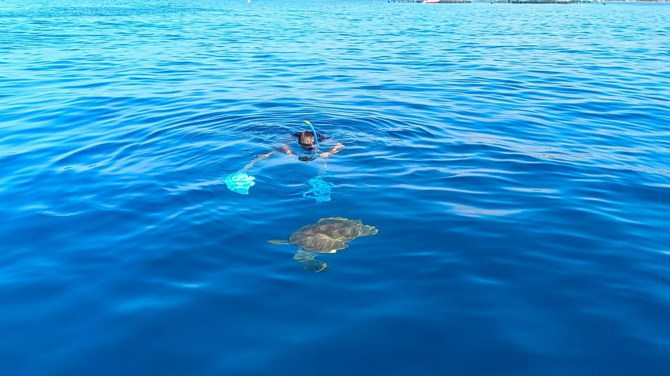 Tenerife: Snorkel With Turtles - Participant Requirements