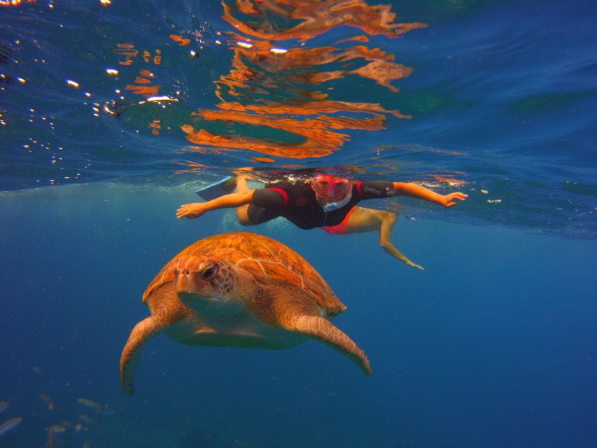 Tenerife: Snorkel With Turtles - Customer Feedback Summary