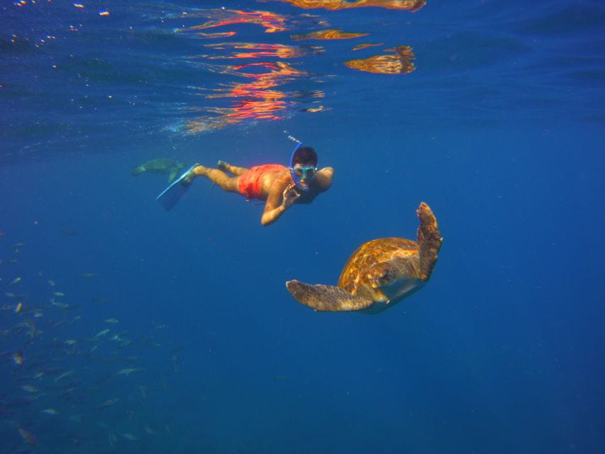 Tenerife: Snorkel With Turtles - Explore the Protected Area