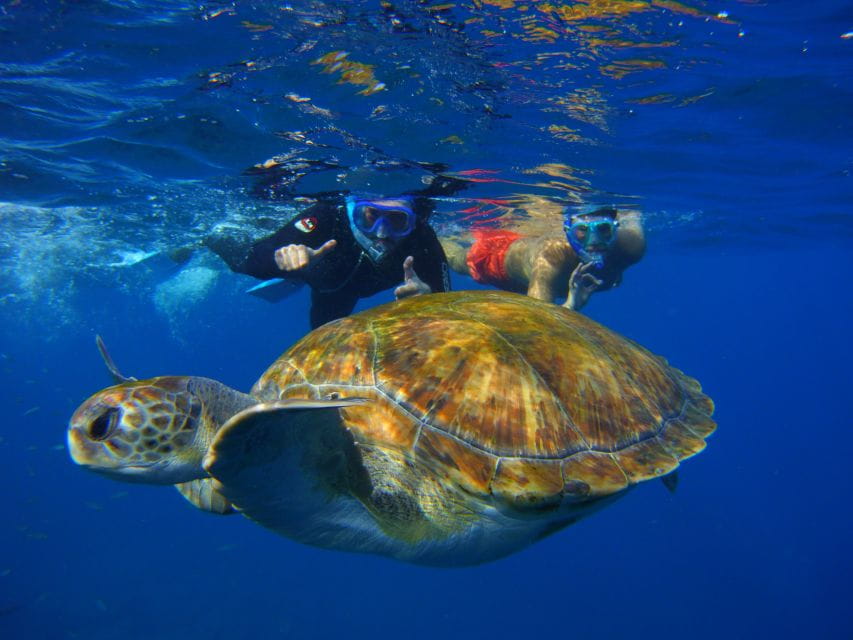 Tenerife: Snorkel With Turtles - Things To Know