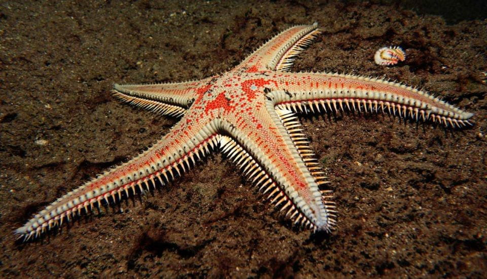 Tenerife: Snorkeling Equipment Rental in Radazul - Overview of Snorkeling in Radazul