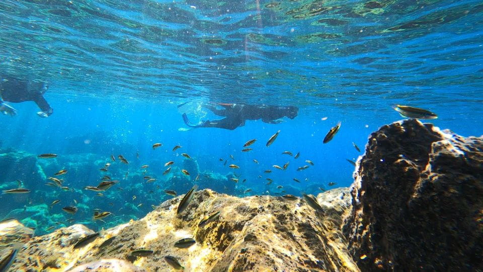 Tenerife: Snorkeling Tour in a Marine Protected Area - Exploring Tenerifes Marine Life