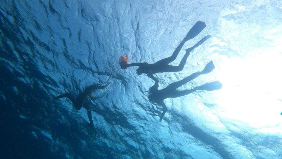 Tenerife: Snorkeling Tour in a Marine Protected Area - Things To Know