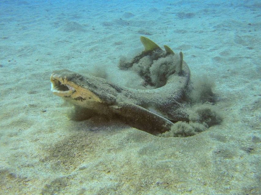 Tenerife: SSI Advanced Adventurer Diving Course - Booking and Cancellation