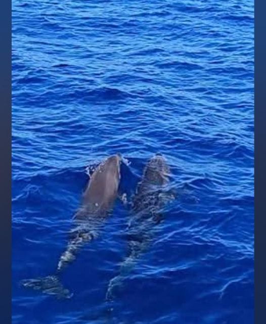 Tenerife: Sunset Catamaran Tour With Transfer, Buffet & Drinks - Inclusions and Exclusions