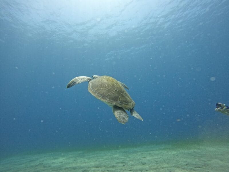 Tenerife sur: Buceo para principiantes en Adeje - Post-Dive Refreshments and Relaxation