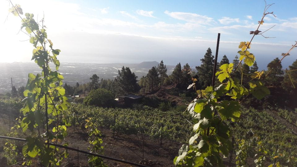 Tenerife: Tour of an Organic Vineyard With Tasting & Snacks - Organic Wine Cultivation