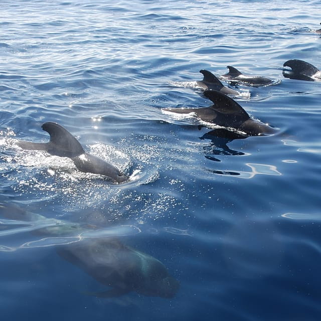 Tenerife: Whale and Dolphin Watching Boat Tour - The Value of This Experience