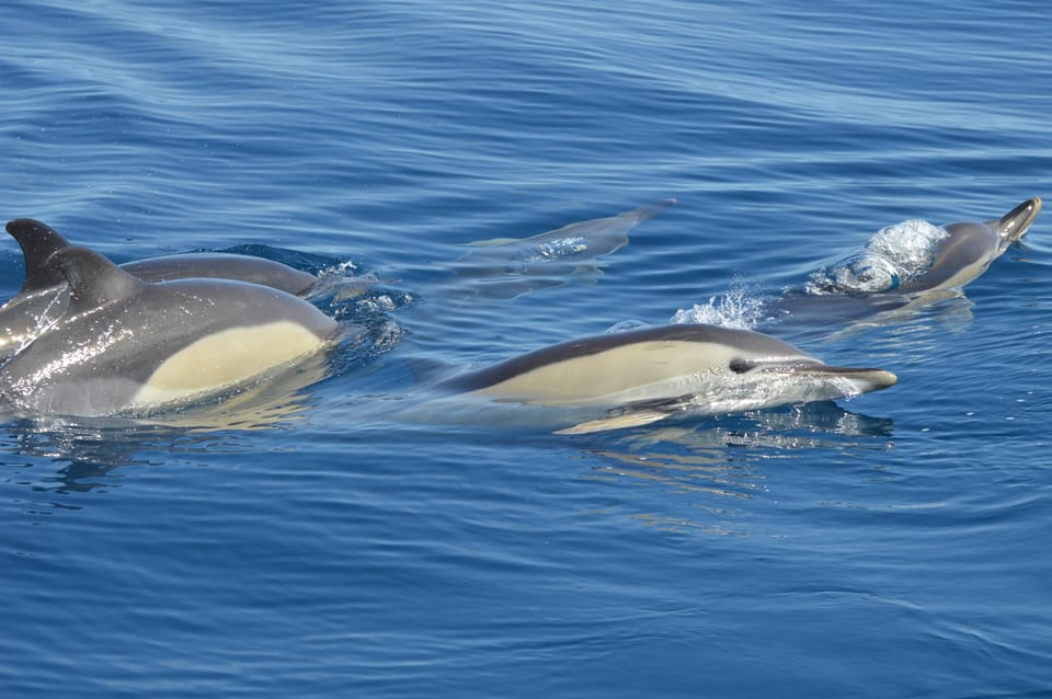 Tenerife: Whale and Dolphin Watching Boat Tour - Key Points