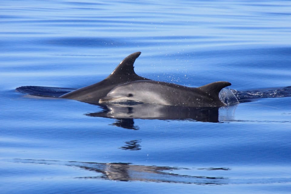 Tenerife: Whale and Dolphin Watching Boat Tour - Booking Your Adventure