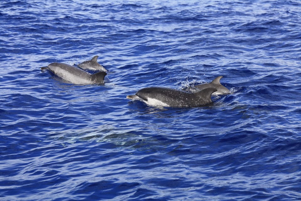 Tenerife: Whale and Dolphin Watching Boat Tour - Accessibility Features