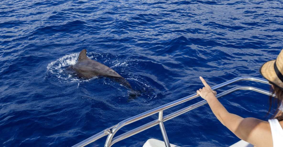 Tenerife: Whale and Dolphin Watching Tour by Sailboat - Experience Highlights