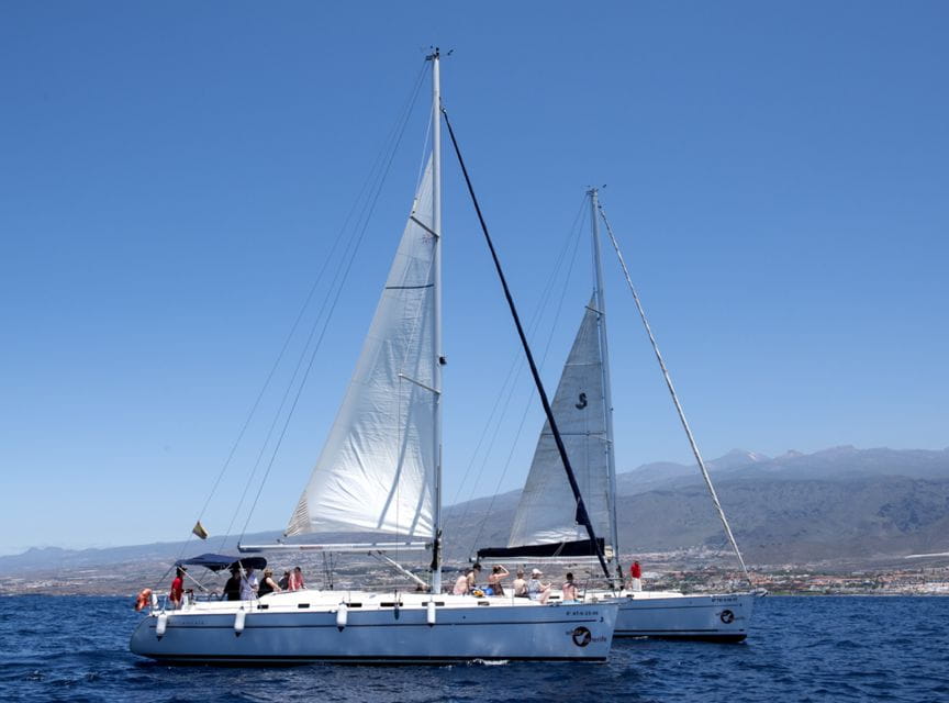 Tenerife: Whale and Dolphin Watching Tour by Sailboat - Things To Know