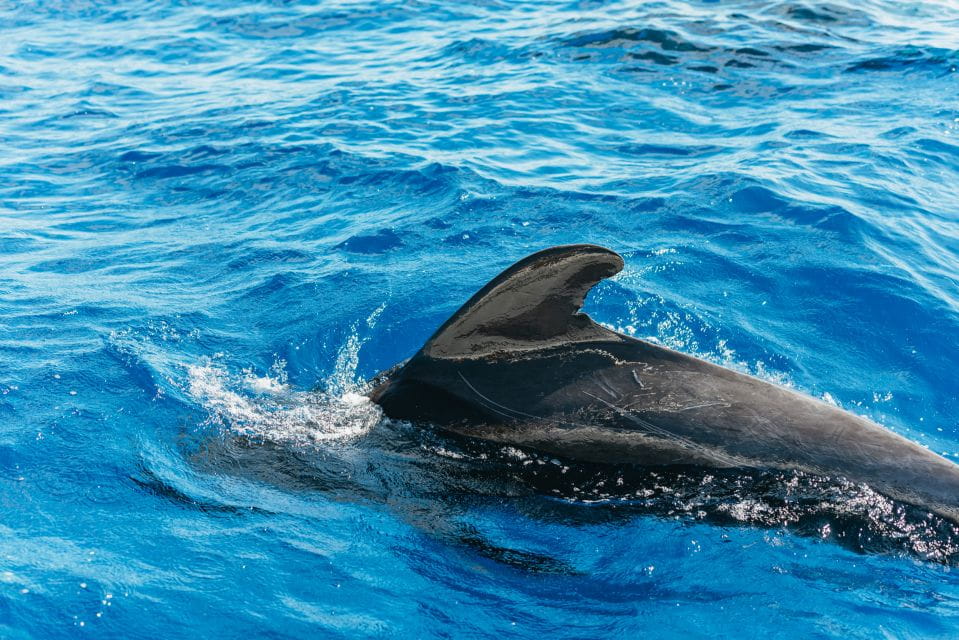 Tenerife: Whale & Dolphin Watching With Drinks and Snacks - Onboard Amenities