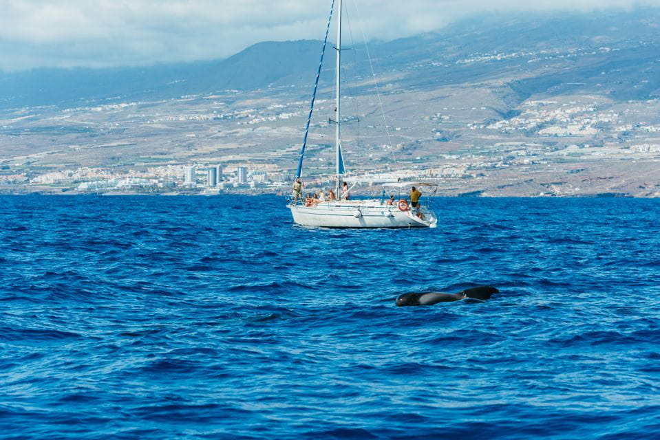 Tenerife: Whale & Dolphin Watching With Drinks and Snacks - Booking and Logistics