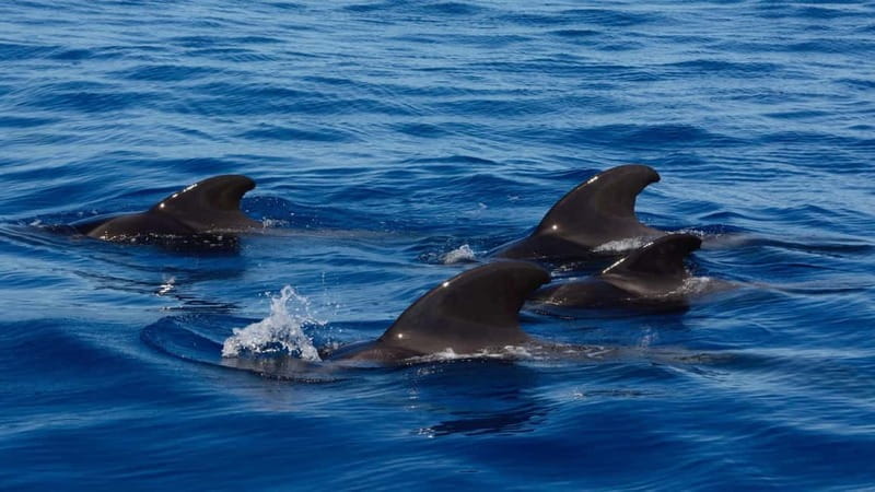 Tenerife Whale Watching and Snorkeling Yacht Trip - FAQs