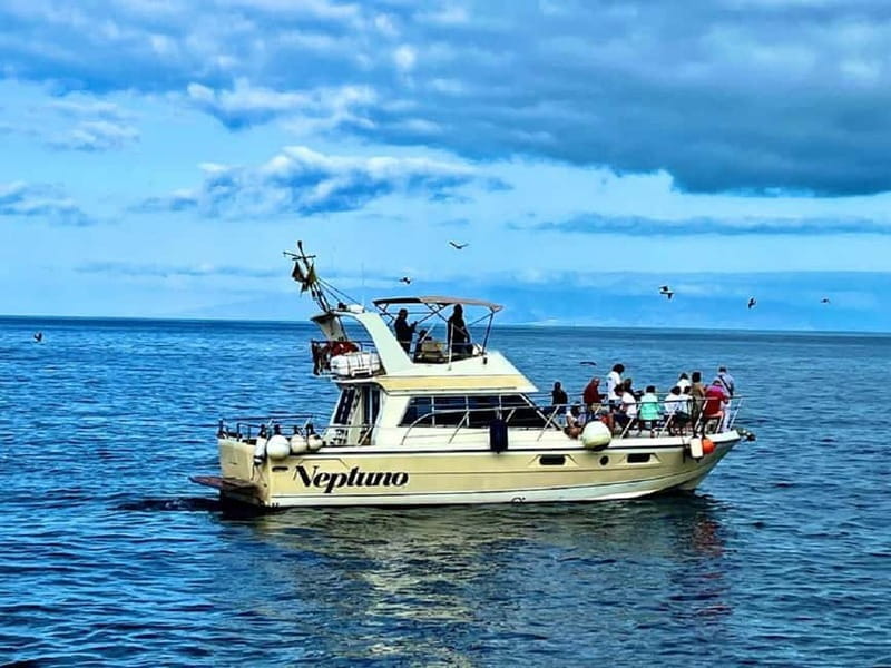 Tenerife: Whale watching tour with swim and lunch on yacht for 22 passengers - Key Points/Takeaways