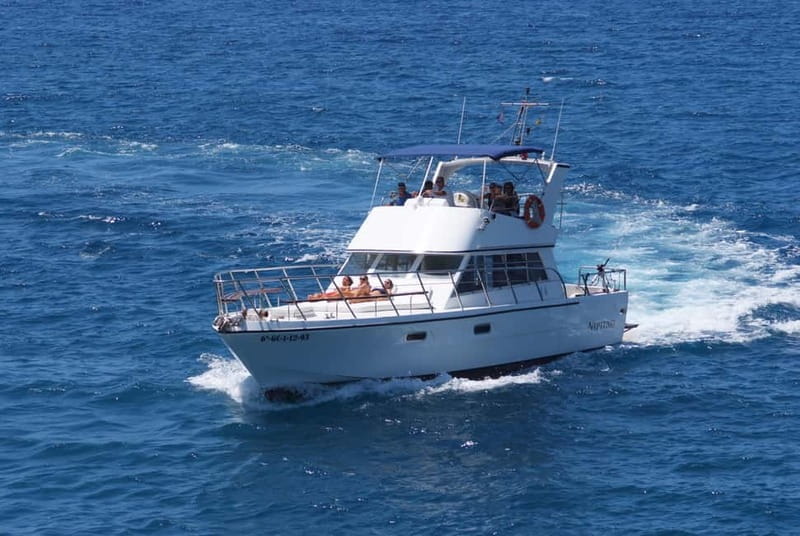 Tenerife: Whale watching tour with swim and lunch on yacht for 22 passengers - Price and Logistics: What You Need to Know