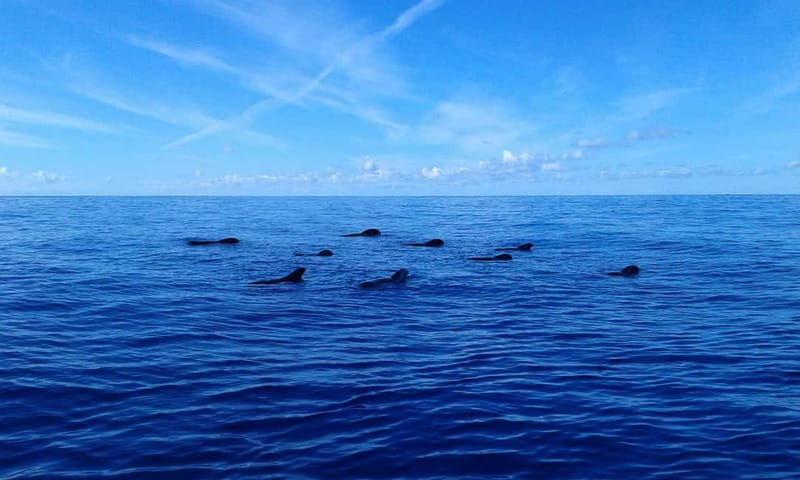 Tenerife: Whale watching tour with swim and lunch on yacht for 22 passengers - The Sum Up: Who Is This Tour Best For?