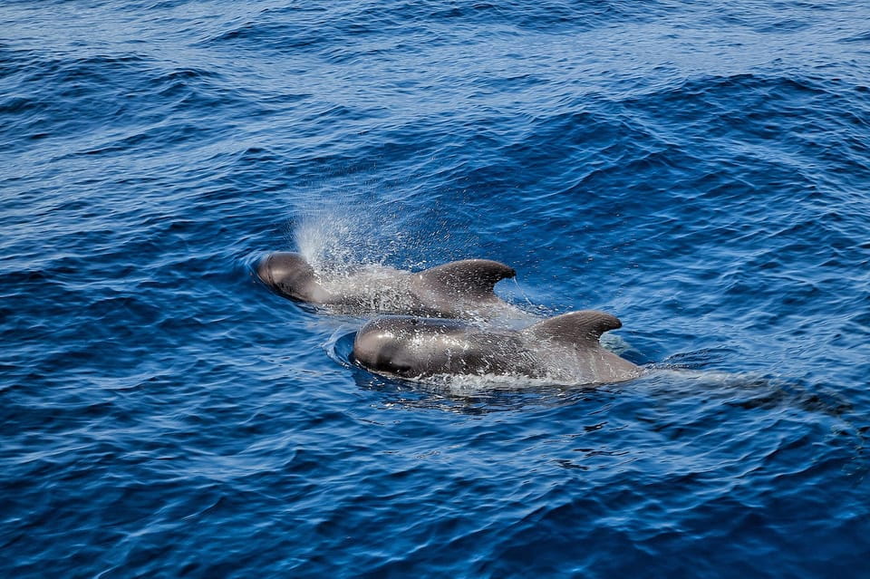 Tenerife: Whales and Dolphin-Watching Viking Cruise - Pricing Details