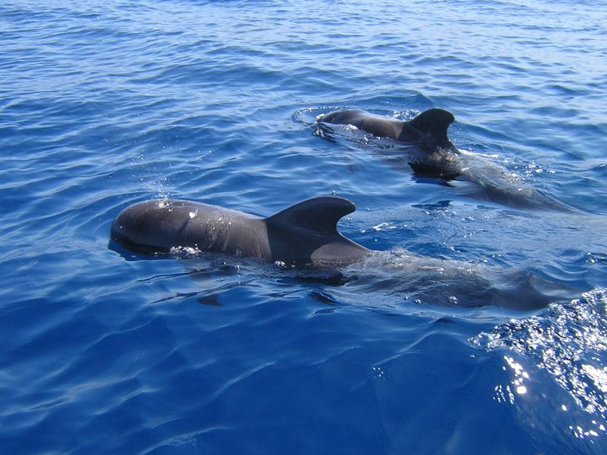 Tenerife: Whales and Dolphin-Watching Viking Cruise - Booking Process