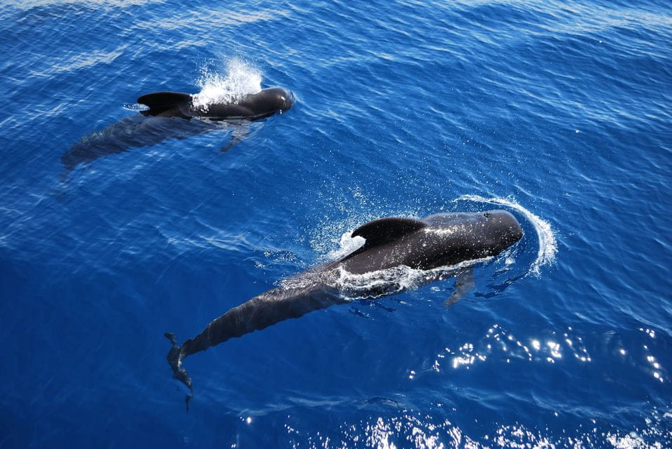 Tenerife: Whales and Dolphin-Watching Viking Cruise - Things To Know